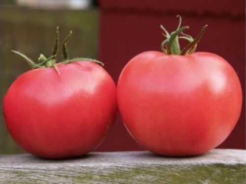 Tomate APHEN F1- ROZ