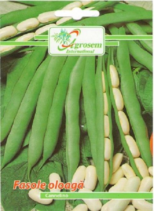 Fasole oloaga Cannelino