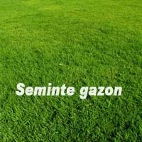SEMINTE GAZON
