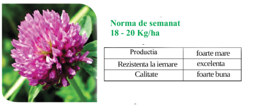 Trifoi rosu - Trifolium pratense
