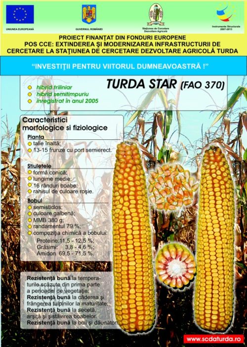 Semințe Porumb Turda Star