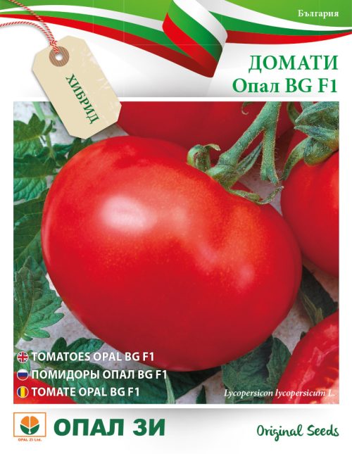 Tomate OPAL BG F1