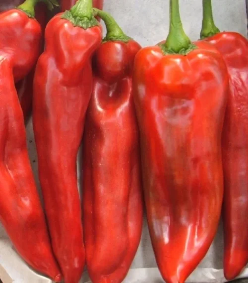 Ardei Capia Lung Ionel