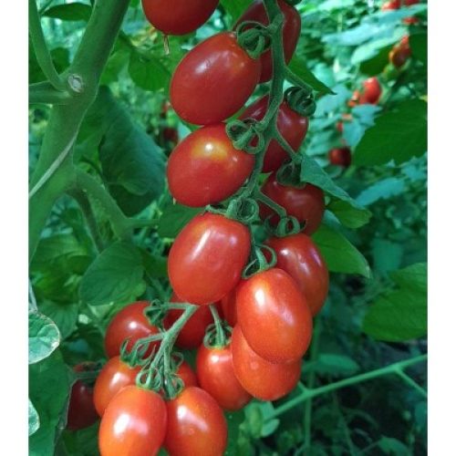 Seminte Tomate DATTERINO (MINIMARZANO) F1 (Hibrid)