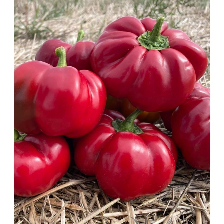 Seminte de gogosar Granat