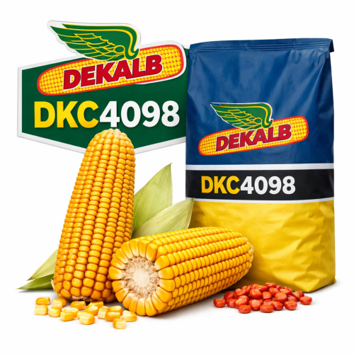 DKC4098 – Hibrid de Porumb Dekalb FAO 300 cu Producții Mari
