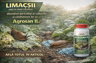 Limacșii (melcii fără cochilie) – dăunători periculoși ai culturilor și combaterea lor cu Agrosan B 🐌🌱