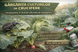 Gărgărița culturilor de crucifere – recunoaștere și metode eficiente de combatere 🪲🌱