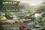 Limacșii (melcii fără cochilie) – dăunători periculoși ai culturilor și combaterea lor cu Agrosan B 🐌🌱