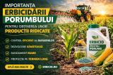 Importanța erbicidării porumbului pentru obținerea unor producții ridicate