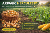Arpagic Hercules F1 – soiul productiv și rezistent pentru grădina ta 🧅🌱